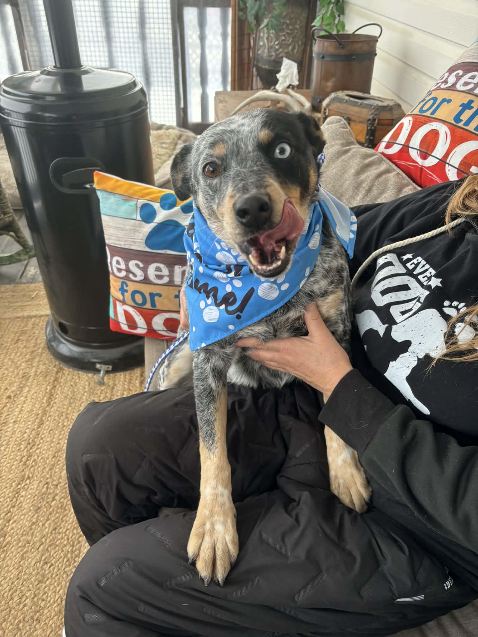 Enlarge Sparks, a Adoptable Australian Cattle Dog / Blue Heeler in Lacombe, AB image 6/6