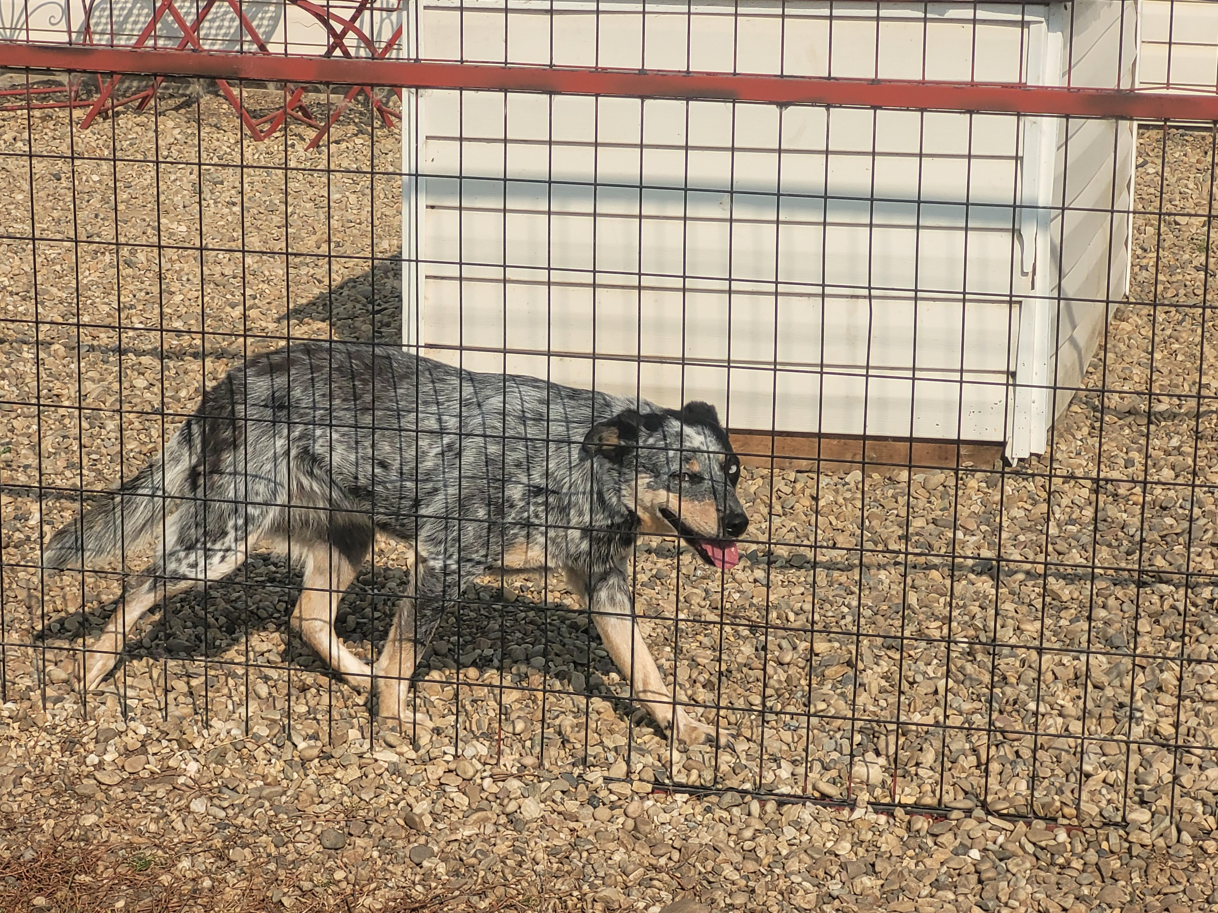Sparks, an adoptable Australian Cattle Dog / Blue Heeler in Lacombe, AB, T4L 1X3 | Photo Image 4