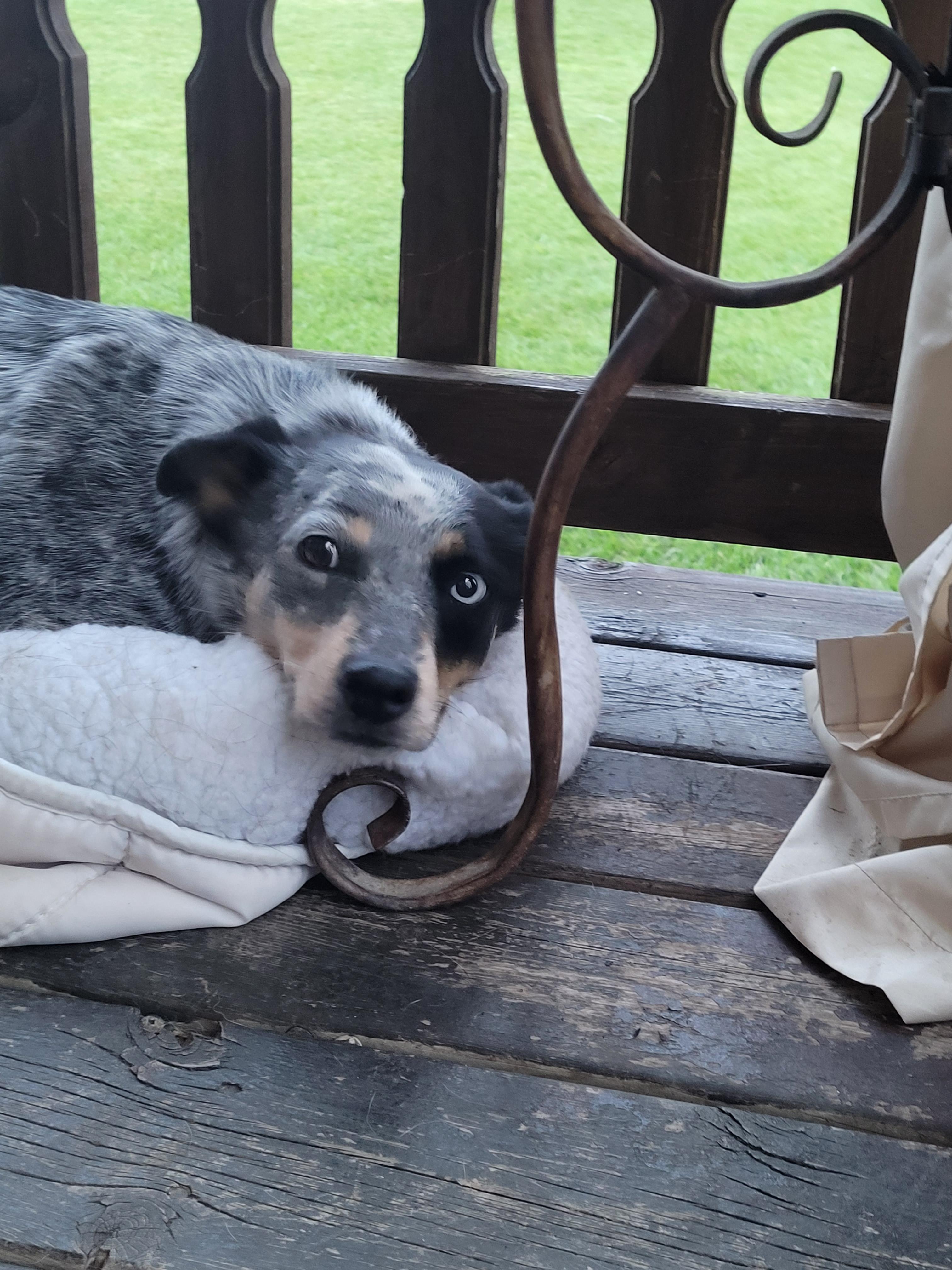 Sparks, an adoptable Australian Cattle Dog / Blue Heeler in Lacombe, AB, T4L 1X3 | Photo Image 3
