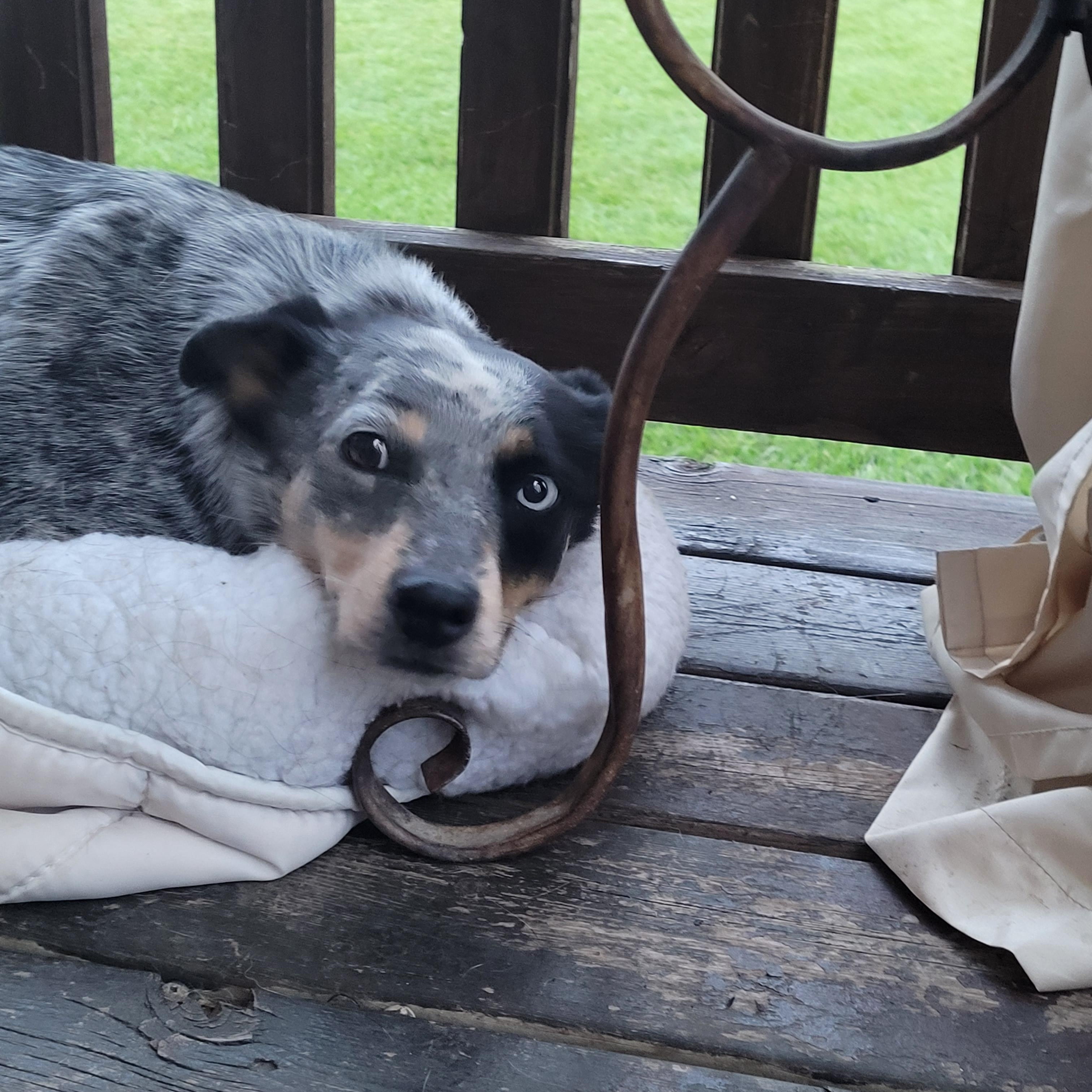 Sparks, a Adoptable Australian Cattle Dog / Blue Heeler image 4/5