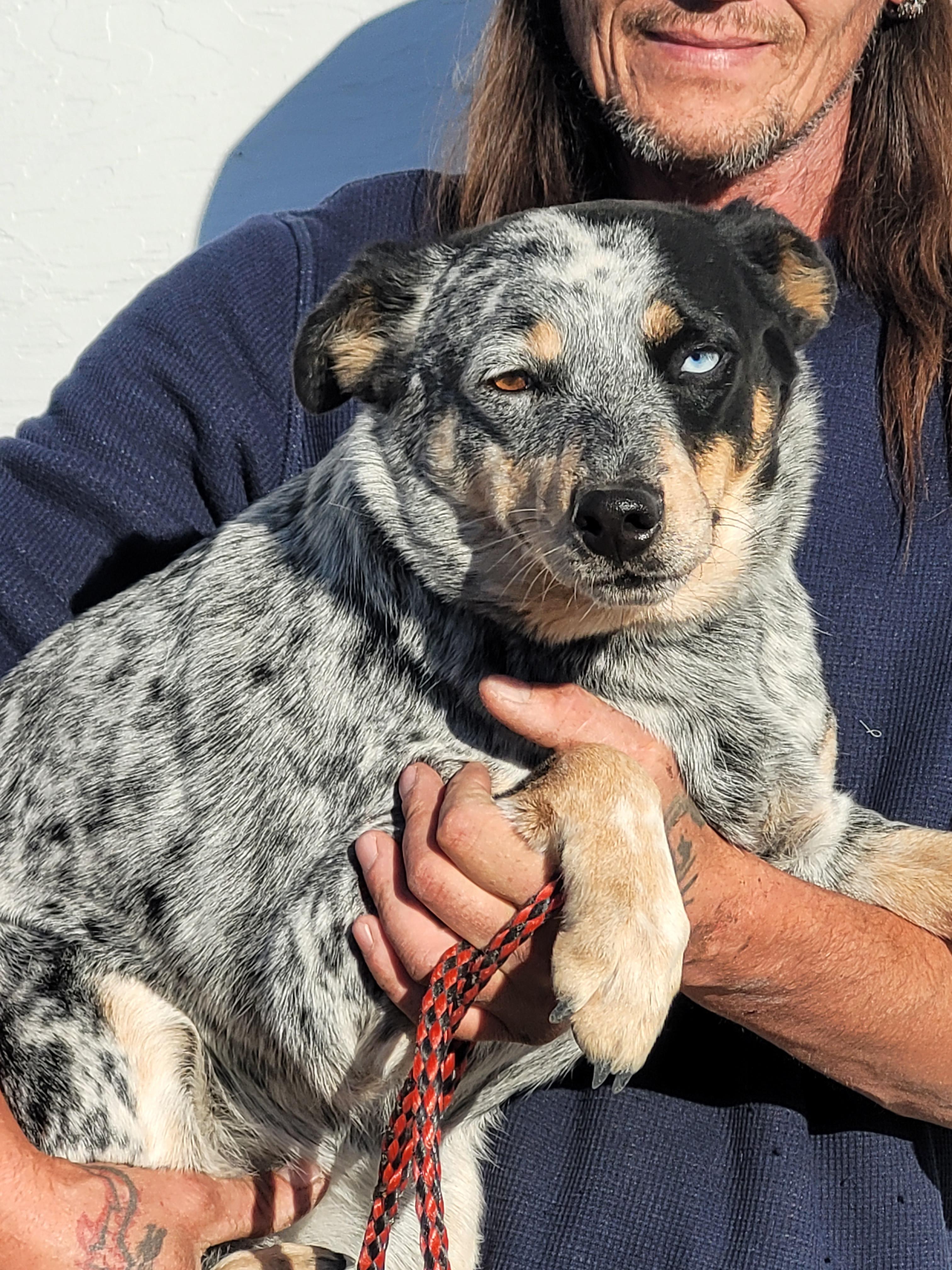Sparks, an adoptable Australian Cattle Dog / Blue Heeler in Lacombe, AB, T4L 1X3 | Photo Image 1