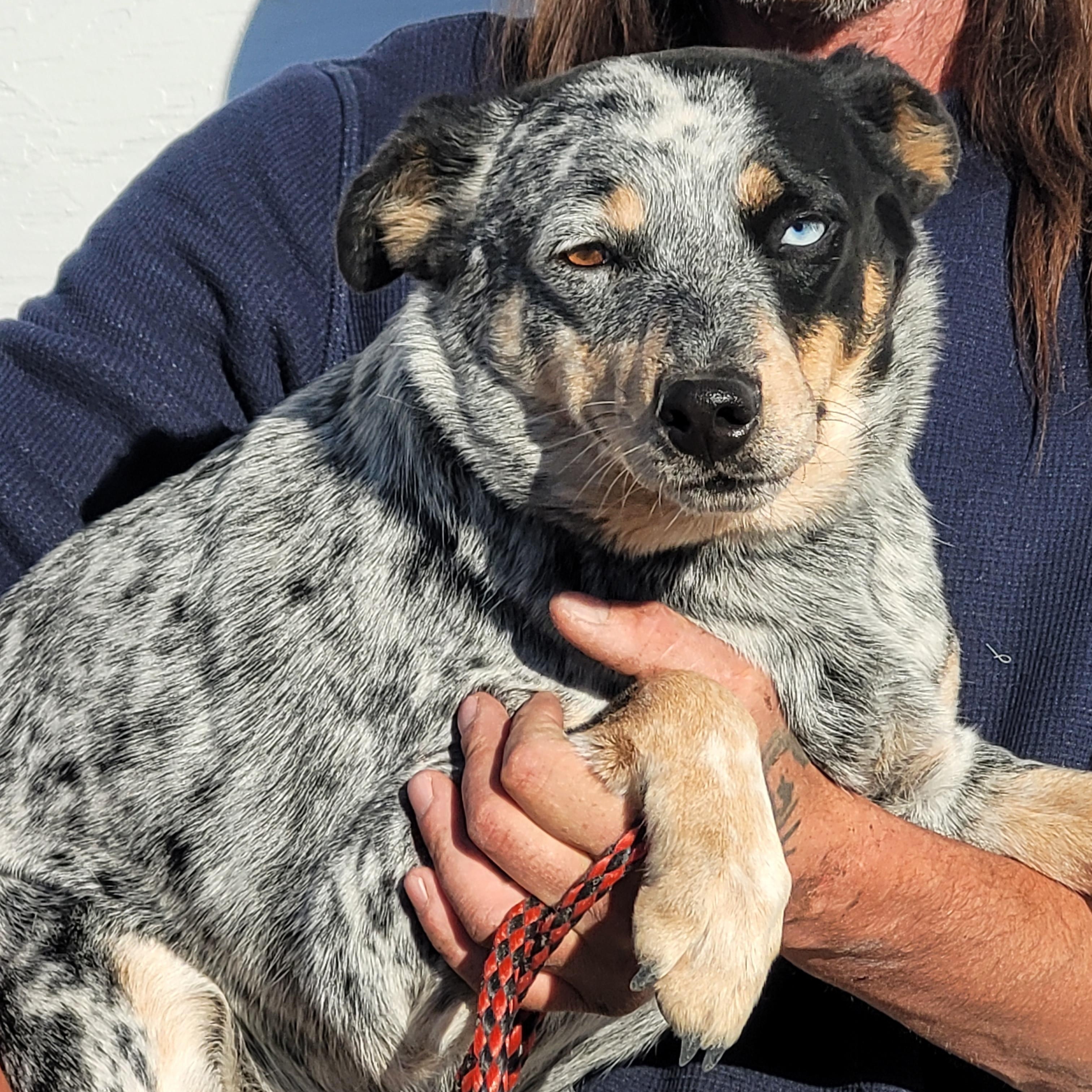 Sparks, a Adoptable Australian Cattle Dog / Blue Heeler image 1/5