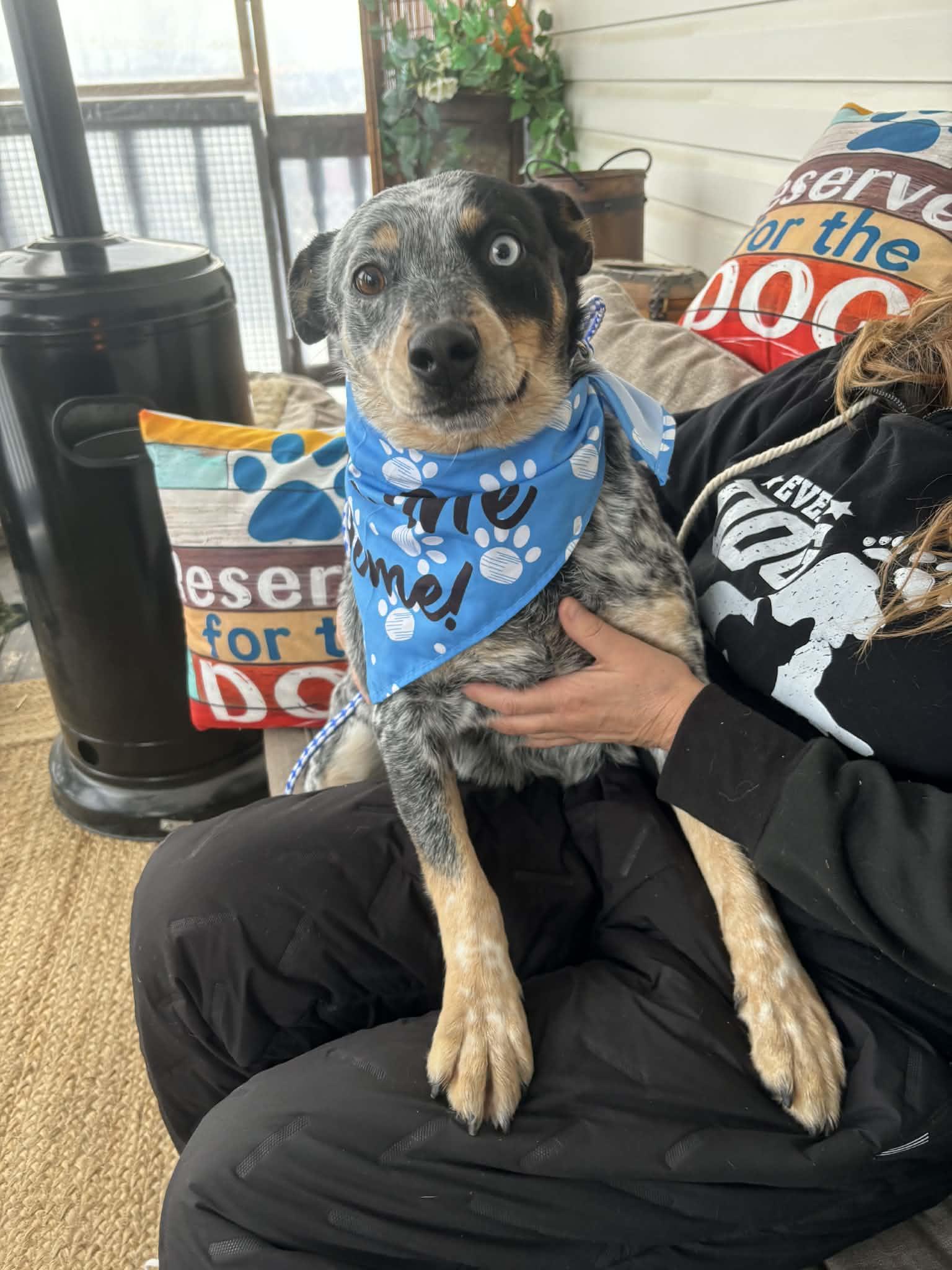 Sparks, Adoptable, Adult Female Australian Cattle Dog / Blue Heeler.