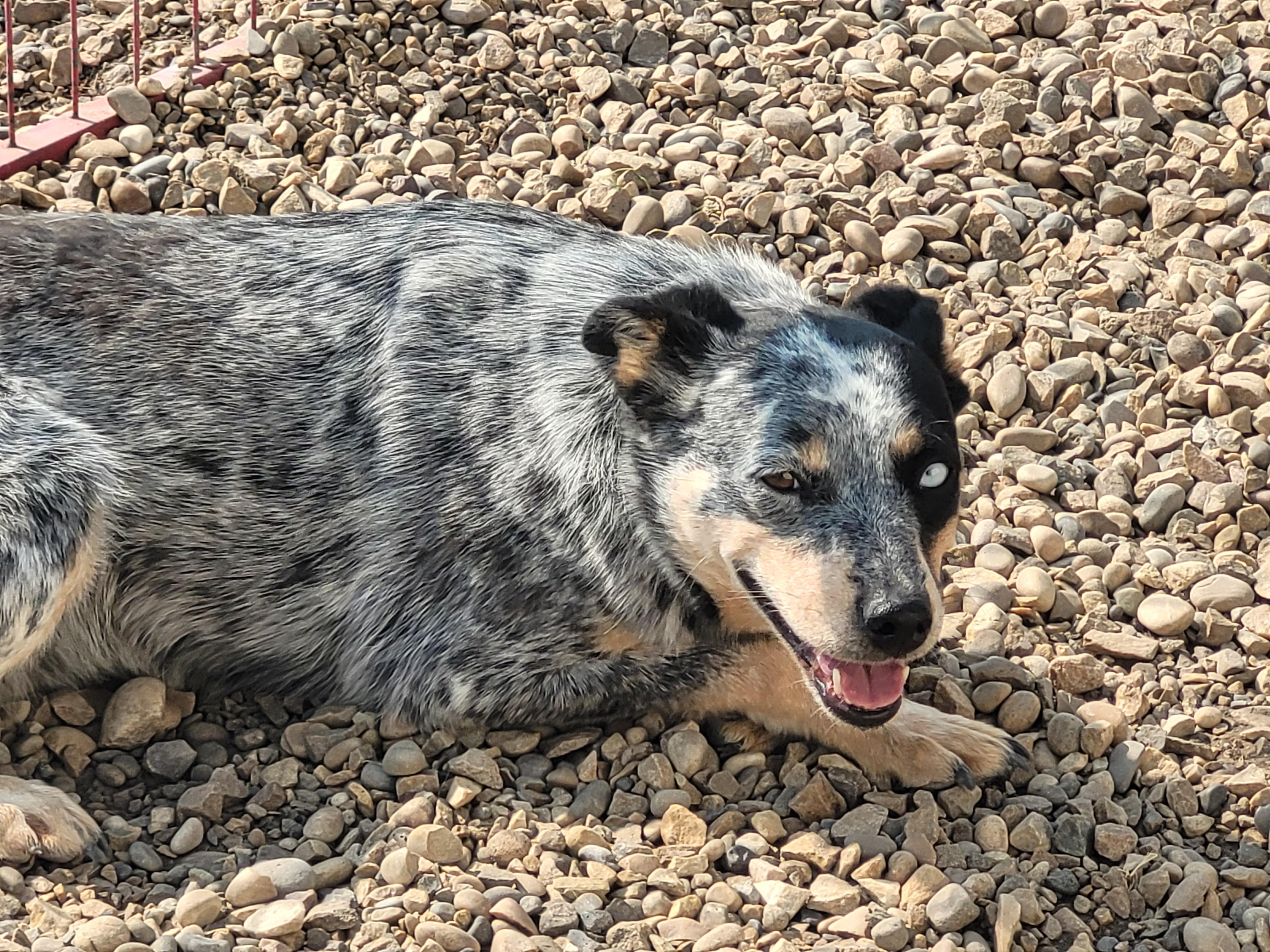 Sparks, an adoptable Australian Cattle Dog / Blue Heeler in Lacombe, AB, T4L 1X3 | Photo Image 1