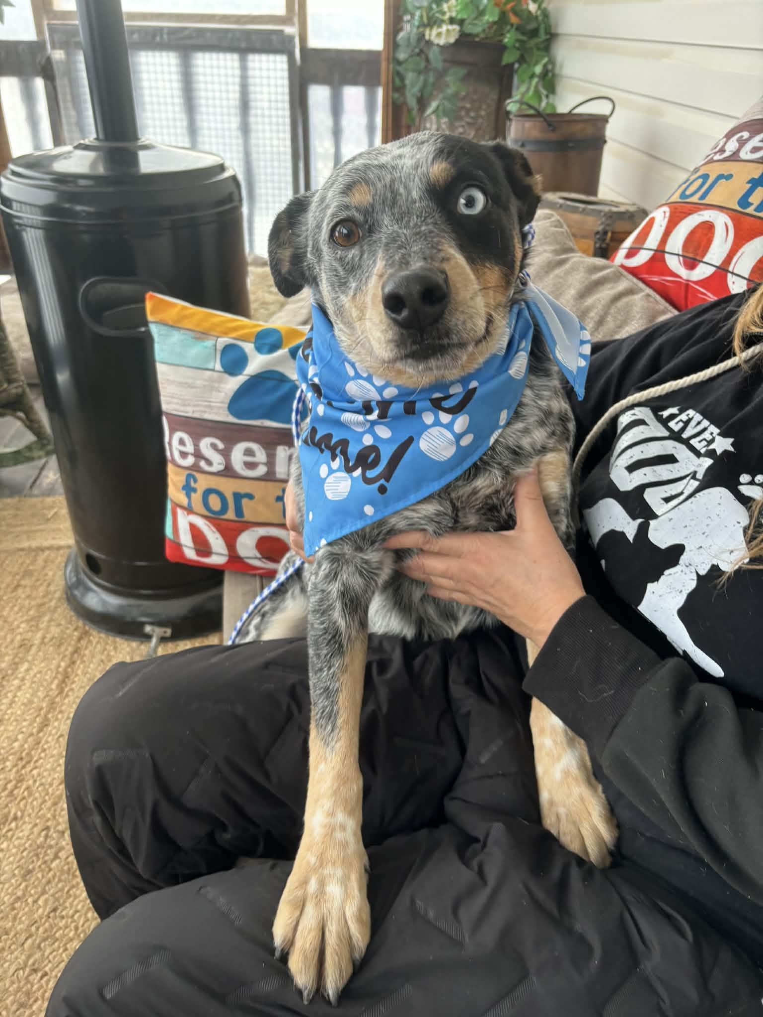 Enlarge Sparks, a Adoptable Australian Cattle Dog / Blue Heeler in Lacombe, AB image 5/6