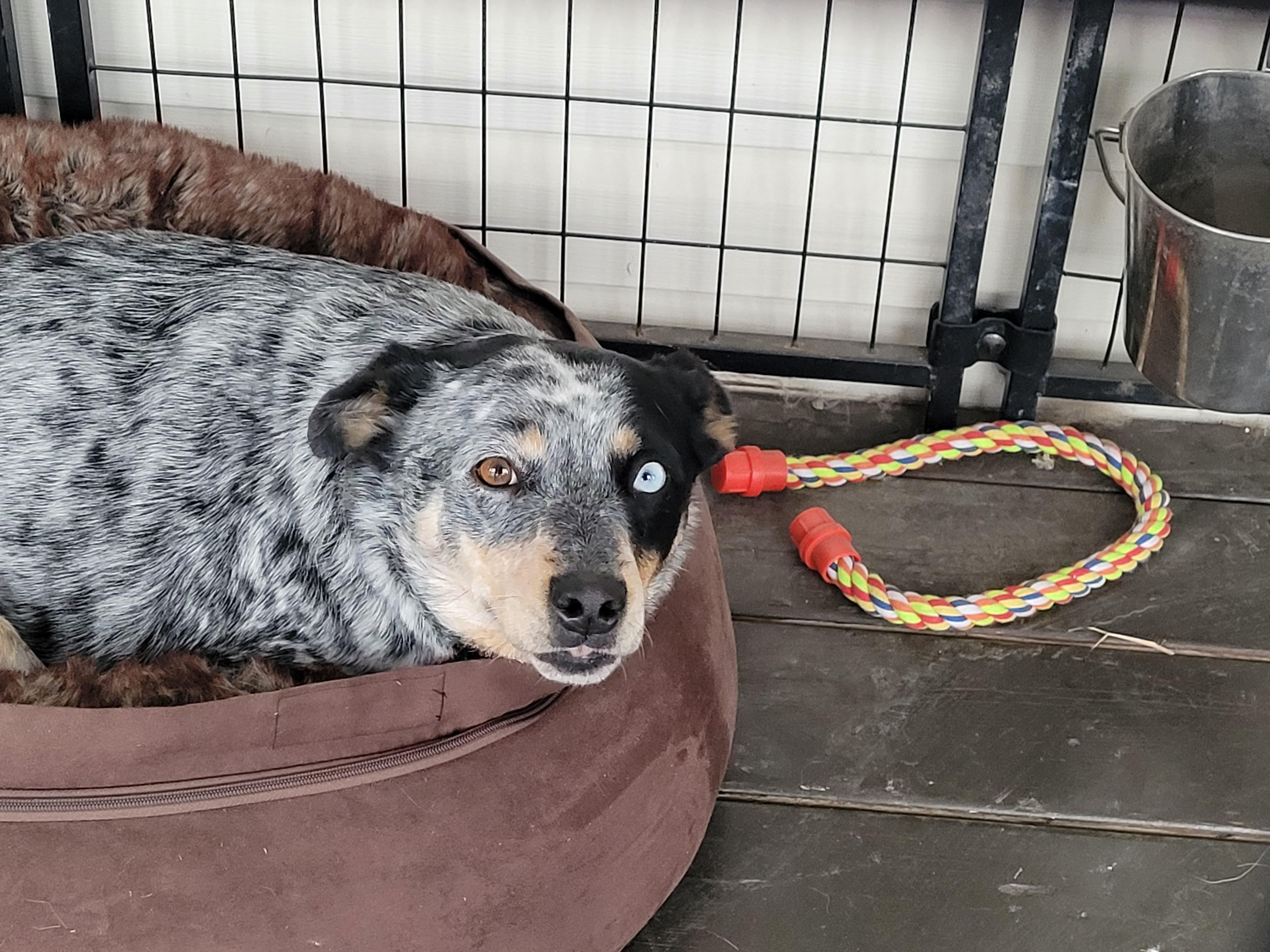 Enlarge Sparks, a Adoptable Australian Cattle Dog / Blue Heeler in Lacombe, AB image 3/6