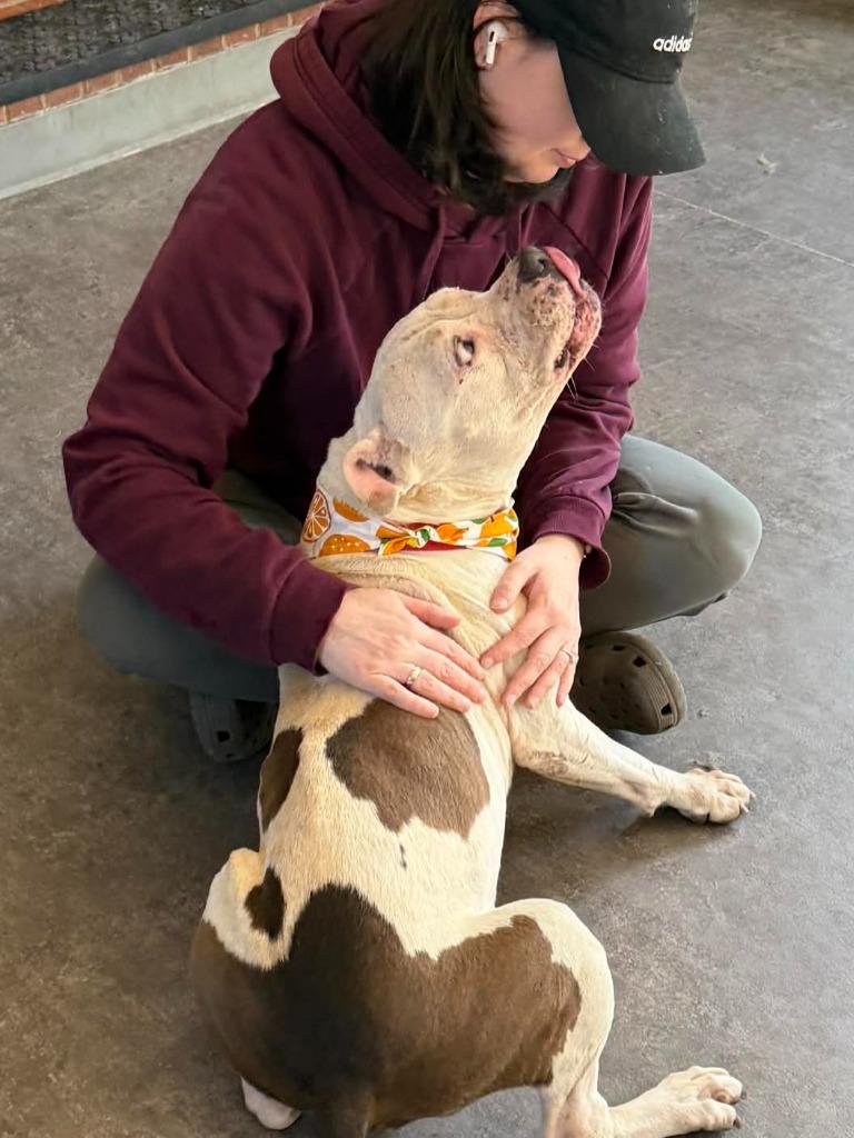 Piglet, Adoptable, Senior Female English Bulldog & Terrier.