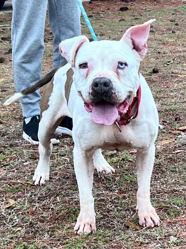 Piglet, Adoptable, Adult Female English Bulldog & Terrier.