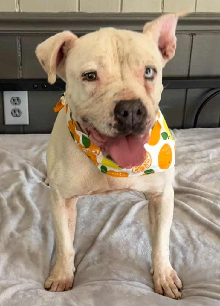 Enlarge Piglet, a Adoptable mixed breed in Hartsville, SC image 3/6