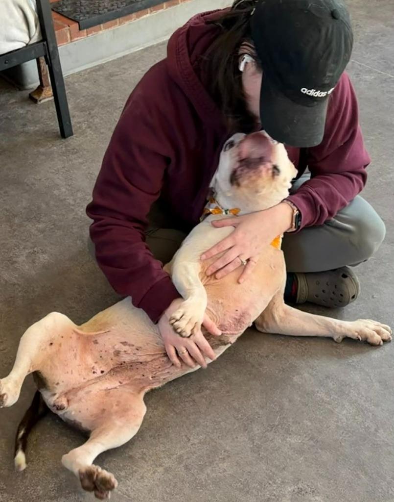 Enlarge Piglet, a Adoptable mixed breed in Hartsville, SC image 4/6