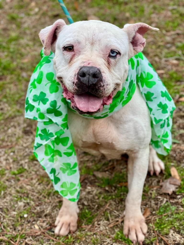Enlarge Piglet, a Adoptable mixed breed in Hartsville, SC image 5/6