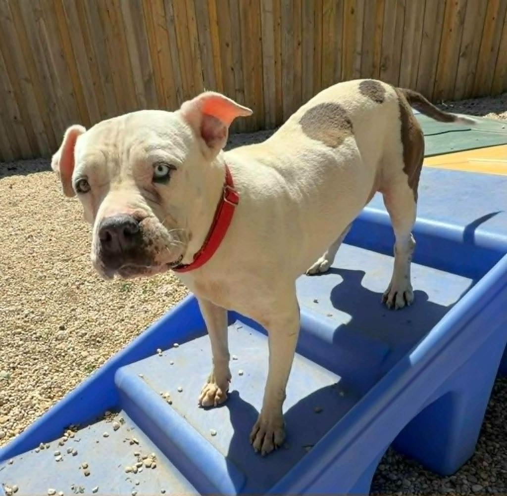 Enlarge Piglet, a Adoptable mixed breed in Hartsville, SC image 6/6