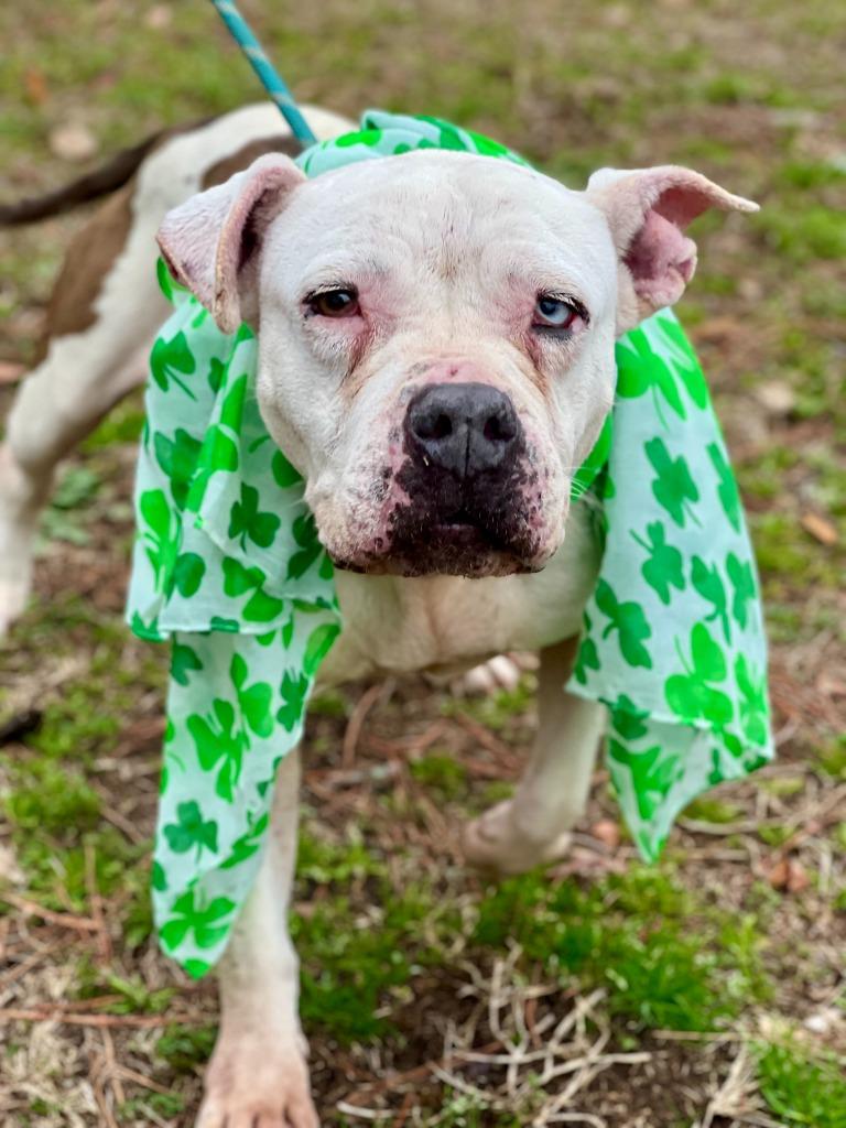 Enlarge Piglet, a Adoptable mixed breed in Hartsville, SC image 6/6
