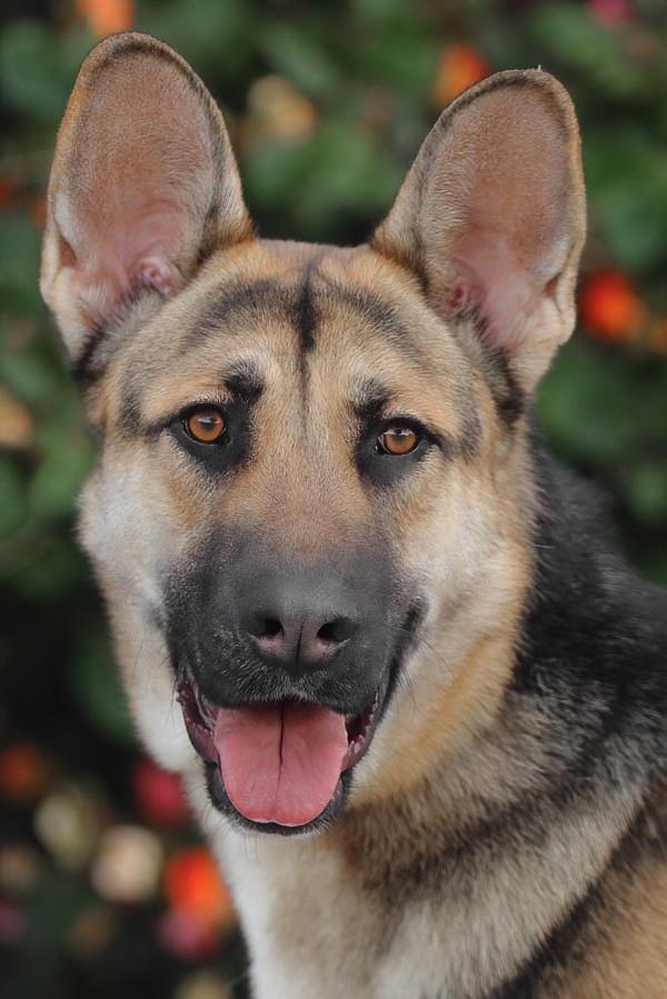 *Brando von Borod, ADOPTABLE, Young Male German Shepherd Dog.