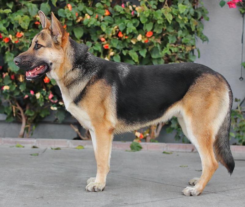 *Brando von Borod, a ADOPTABLE German Shepherd Dog in Los Angeles, CA image 6/6