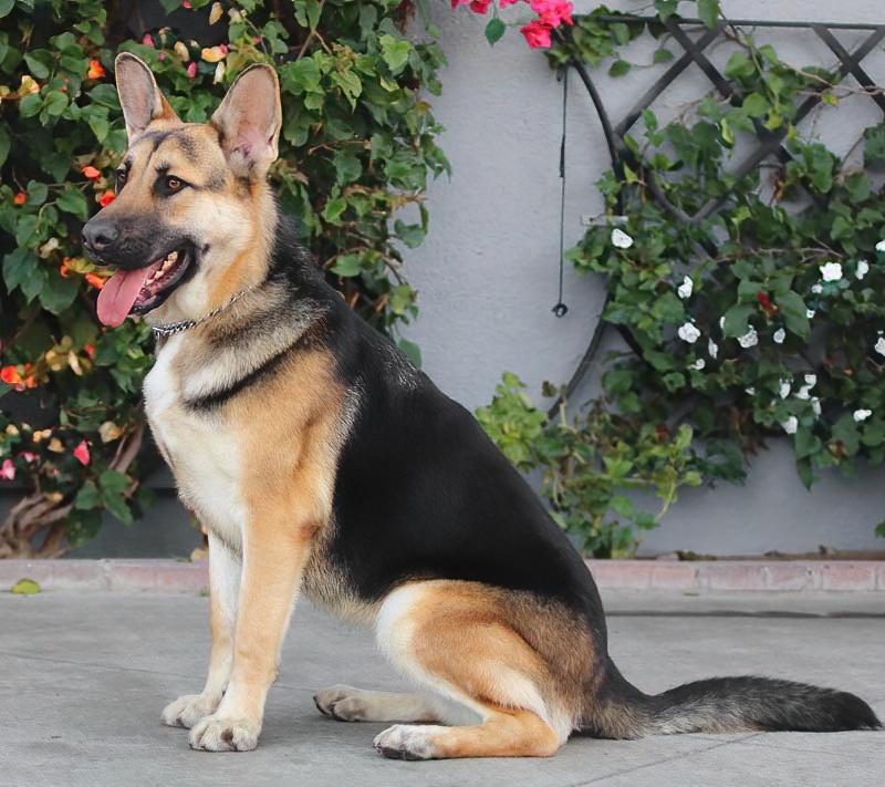 *Brando von Borod, a ADOPTABLE German Shepherd Dog in Los Angeles, CA image 5/6