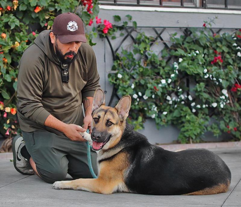 *Brando von Borod, a ADOPTABLE German Shepherd Dog in Los Angeles, CA image 2/6