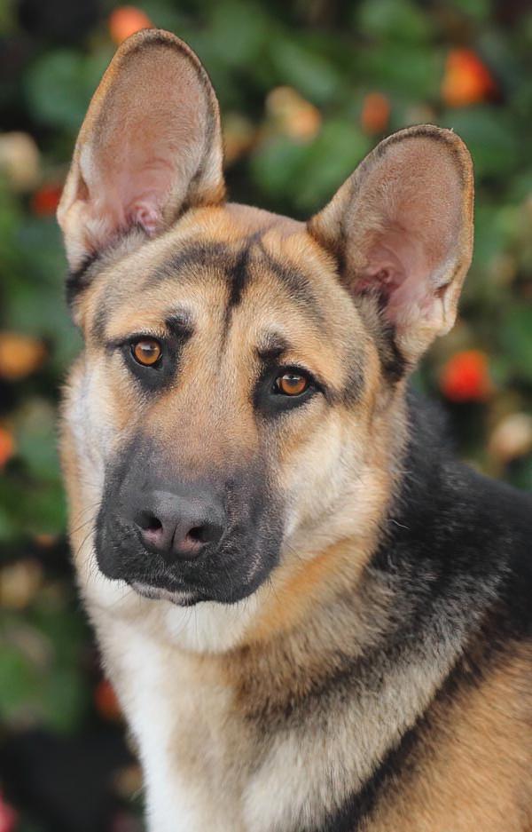 *Brando von Borod, a ADOPTABLE German Shepherd Dog in Los Angeles, CA image 3/6