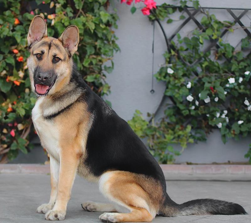 *Brando von Borod, a ADOPTABLE German Shepherd Dog in Los Angeles, CA image 4/6