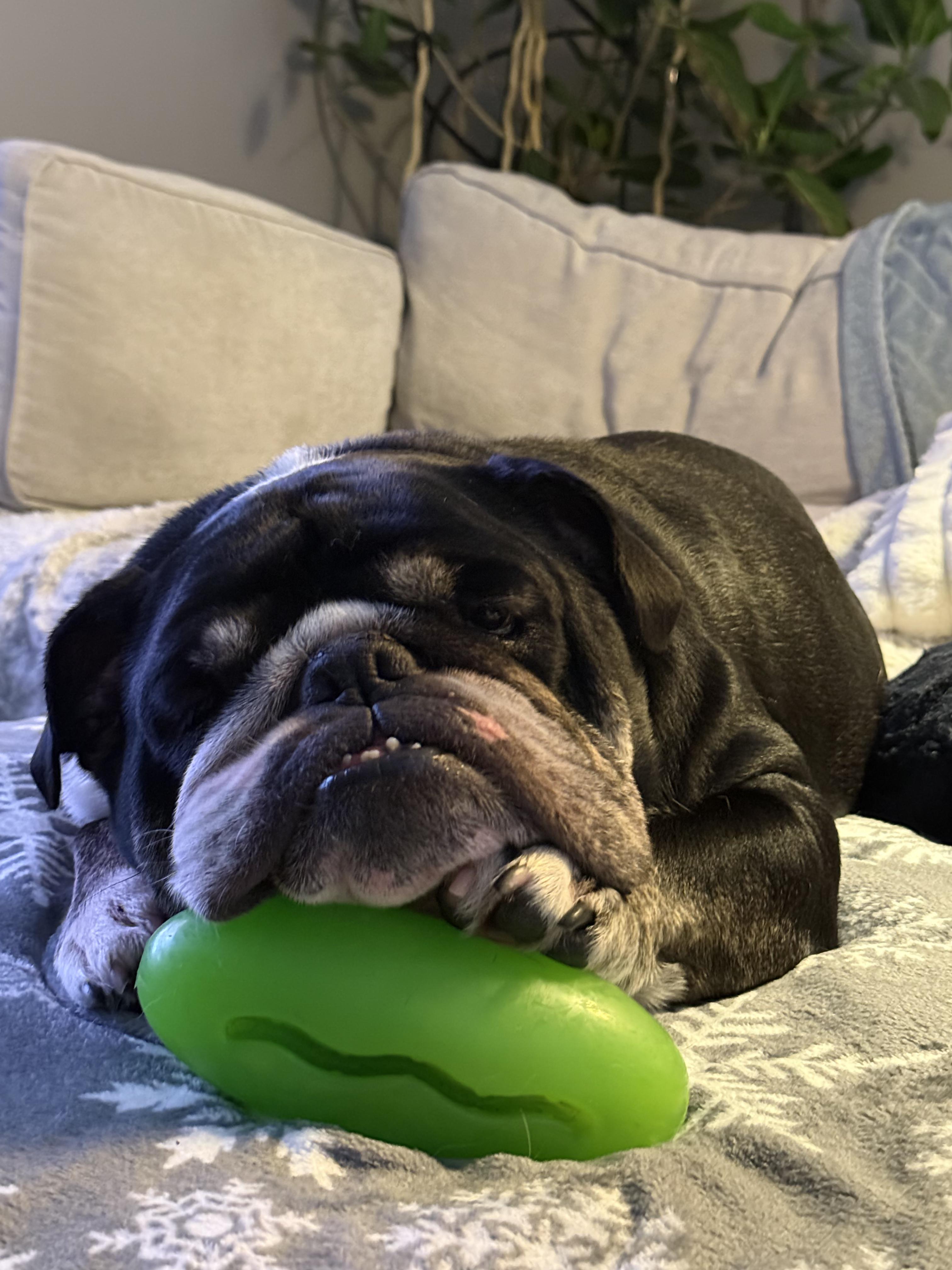 Enlarge Tsunami, a Adoptable English Bulldog in Cypress, TX image 6/6