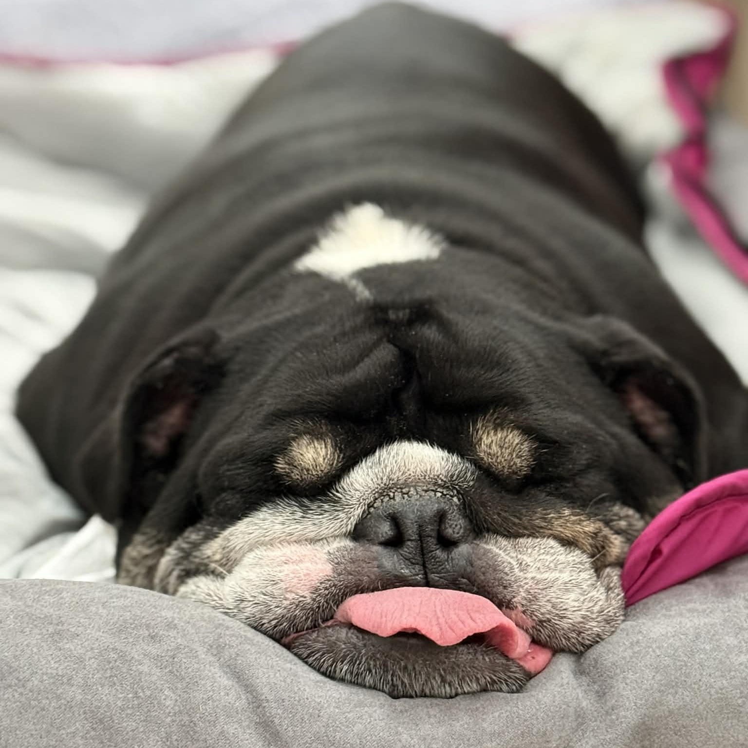 Enlarge Tsunami, a Adoptable English Bulldog in Cypress, TX image 5/6