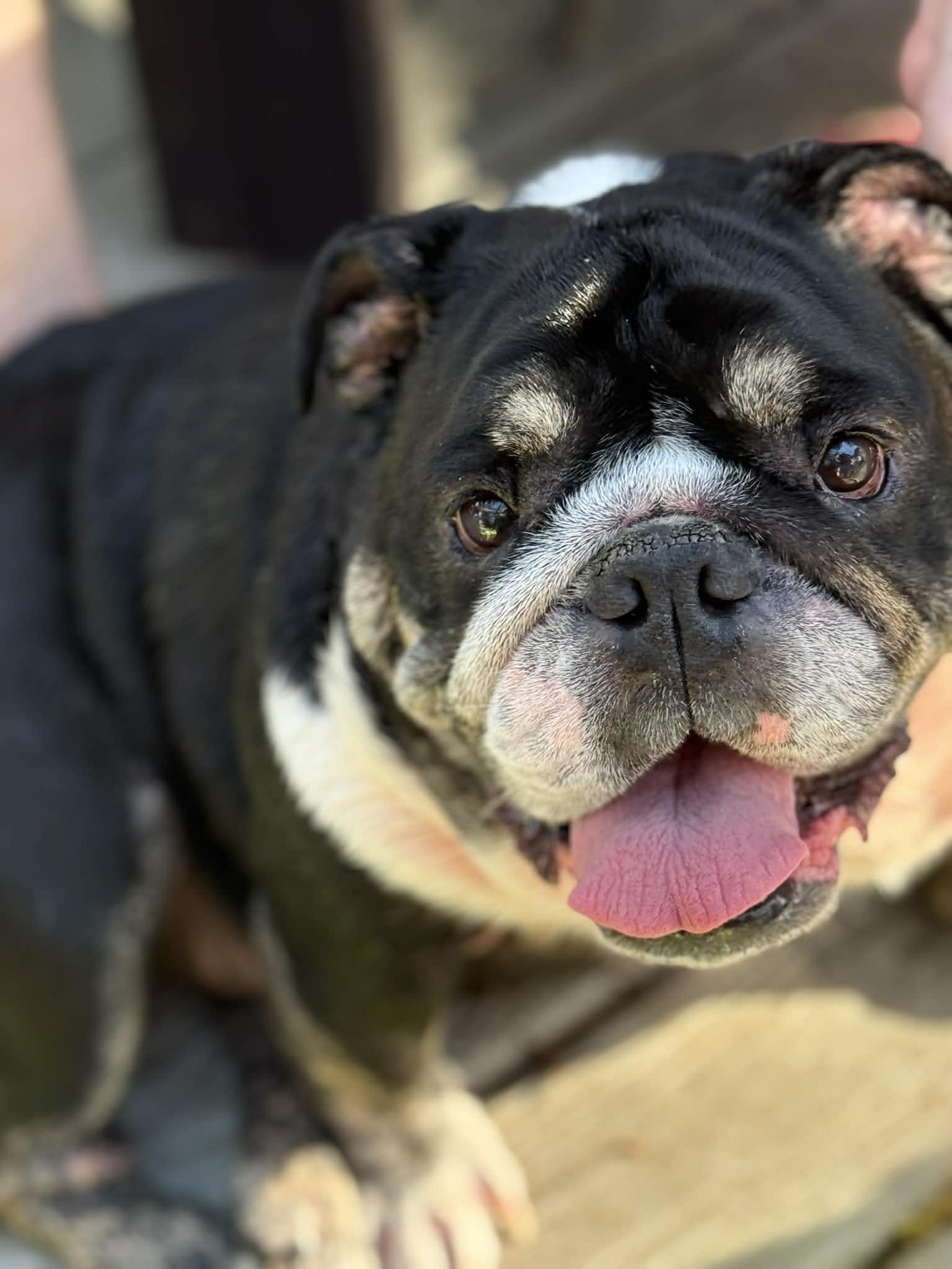 Enlarge Tsunami, a Adoptable English Bulldog in Cypress, TX image 3/6