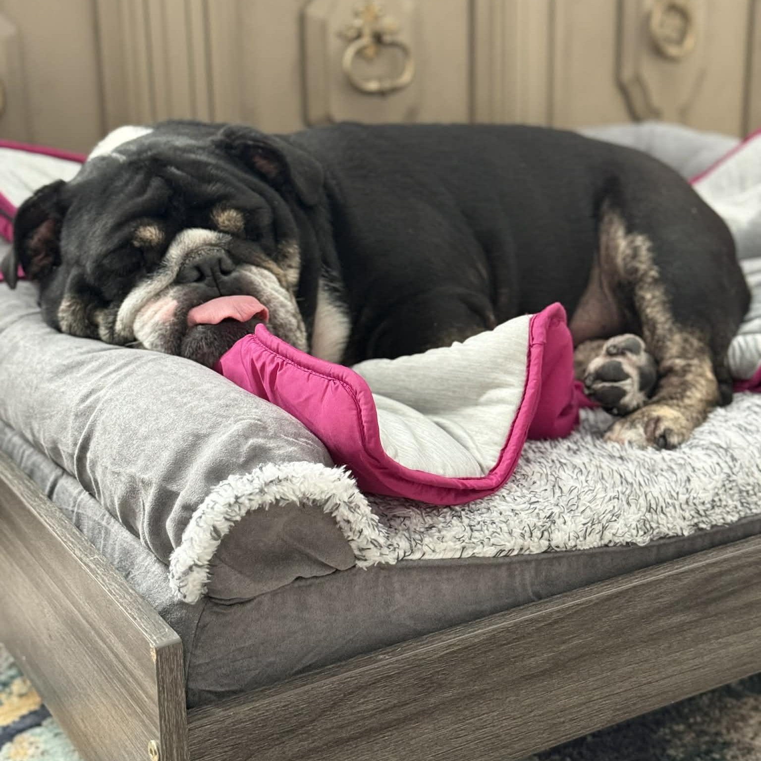 Enlarge Tsunami, a Adoptable English Bulldog in Cypress, TX image 4/6