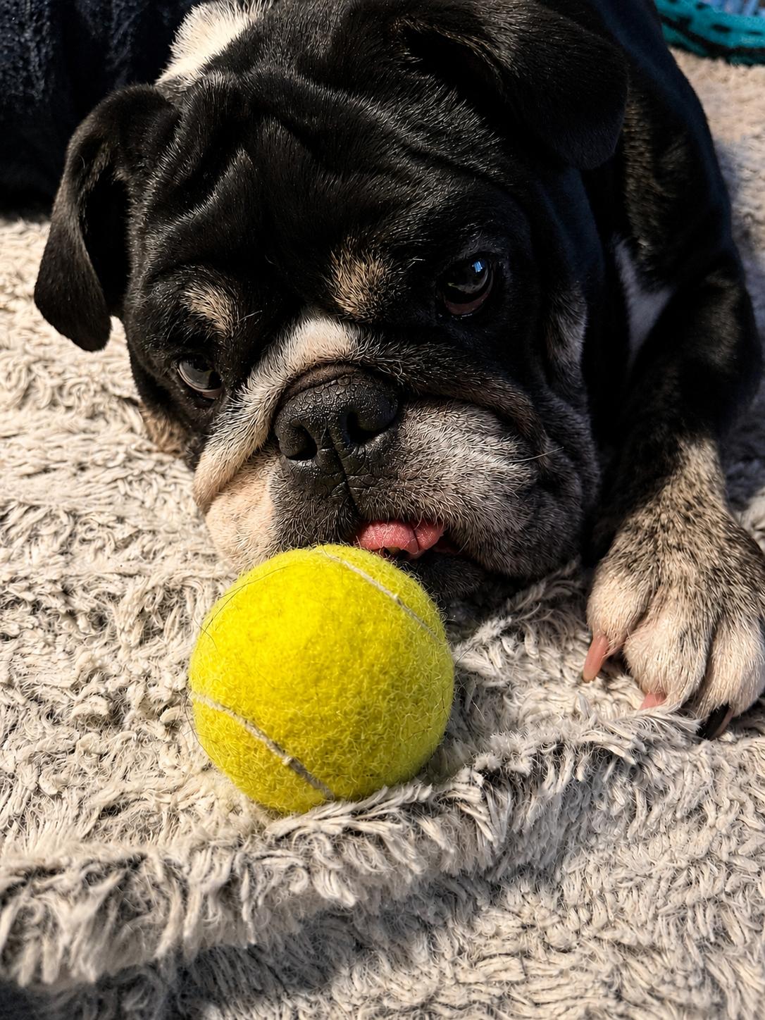 Enlarge Tsunami, a Adoptable English Bulldog in Cypress, TX image 2/6