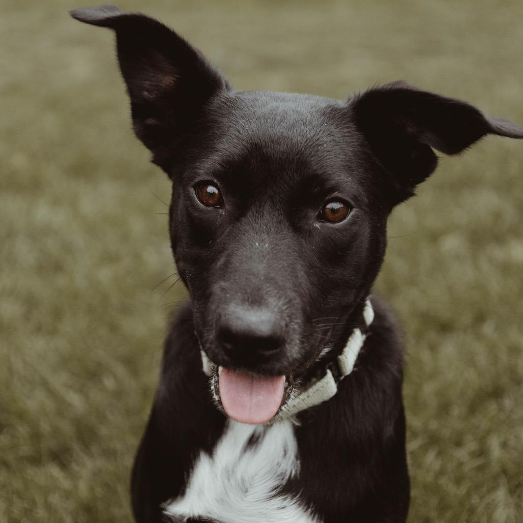 Enlarge Soot, a Adoptable Mixed Breed in Buffalo, MN image 2/6