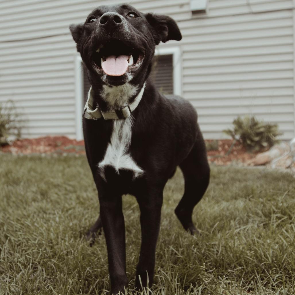 Enlarge Soot, a Adoptable Mixed Breed in Buffalo, MN image 3/6