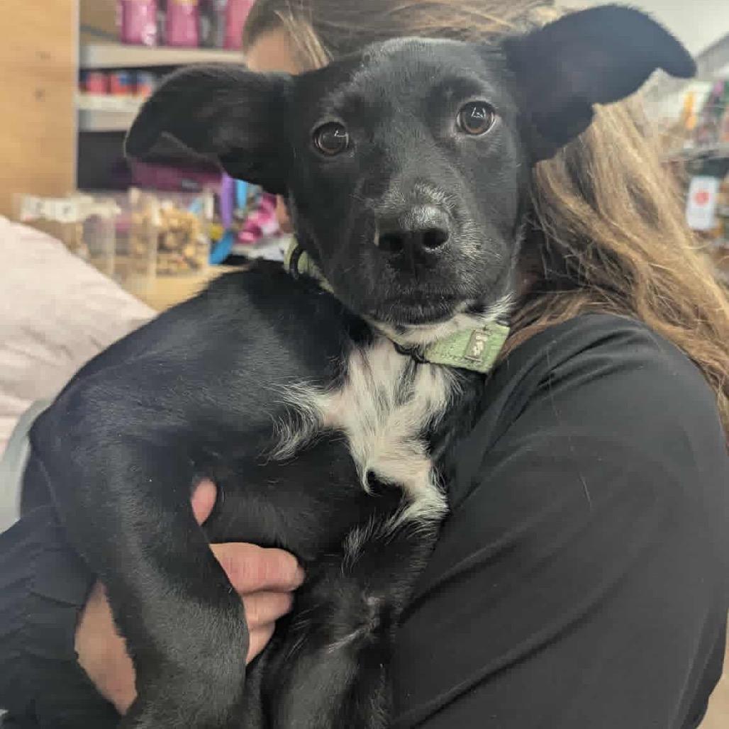 Soot, Adoptable, Young Male Mixed Breed.