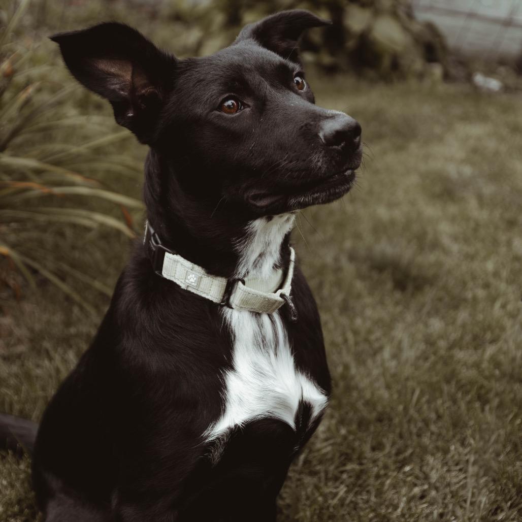 Enlarge Soot, a Adoptable Mixed Breed in Buffalo, MN image 4/6