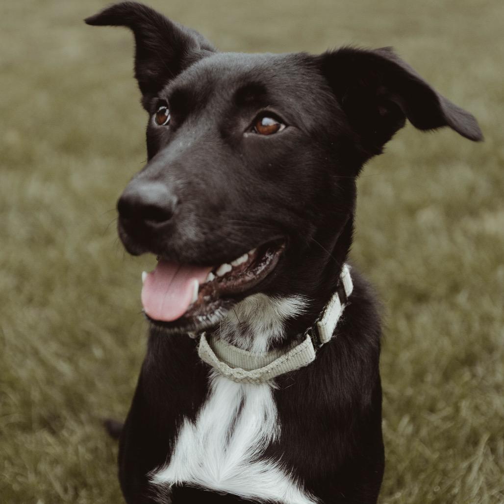Soot, Adoptable, Young Male Mixed Breed.