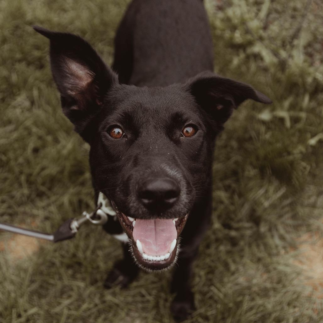 Enlarge Soot, a Adoptable Mixed Breed in Buffalo, MN image 5/6