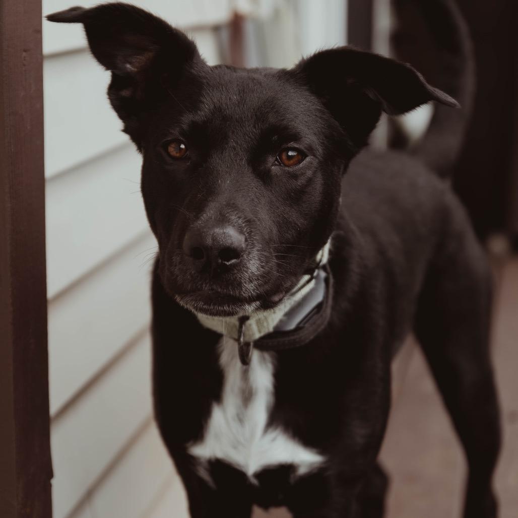 Enlarge Soot, a Adoptable Mixed Breed in Buffalo, MN image 6/6