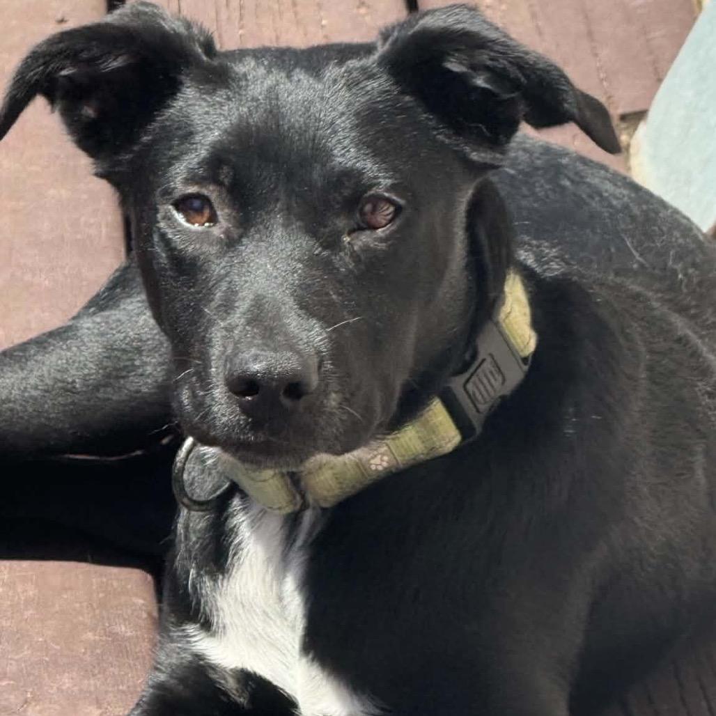 Soot, a Adoptable Mixed Breed in Buffalo, MN image 2/3