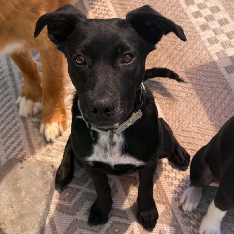 Soot, a Adoptable Mixed Breed in Buffalo, MN image 3/3