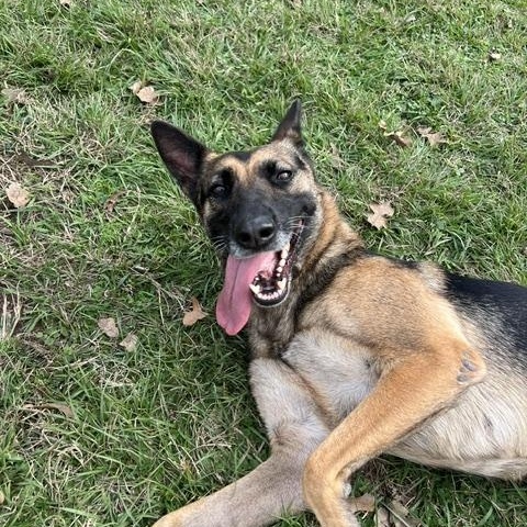 OLIVE, ADOPTABLE, Young Female German Shepherd Dog.