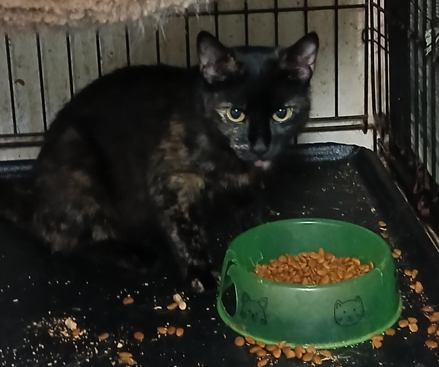 Enlarge Barnes Rd Cinnamon Swirl, an adoptable mixed breed in Eaton Rapids, MI image 3/4