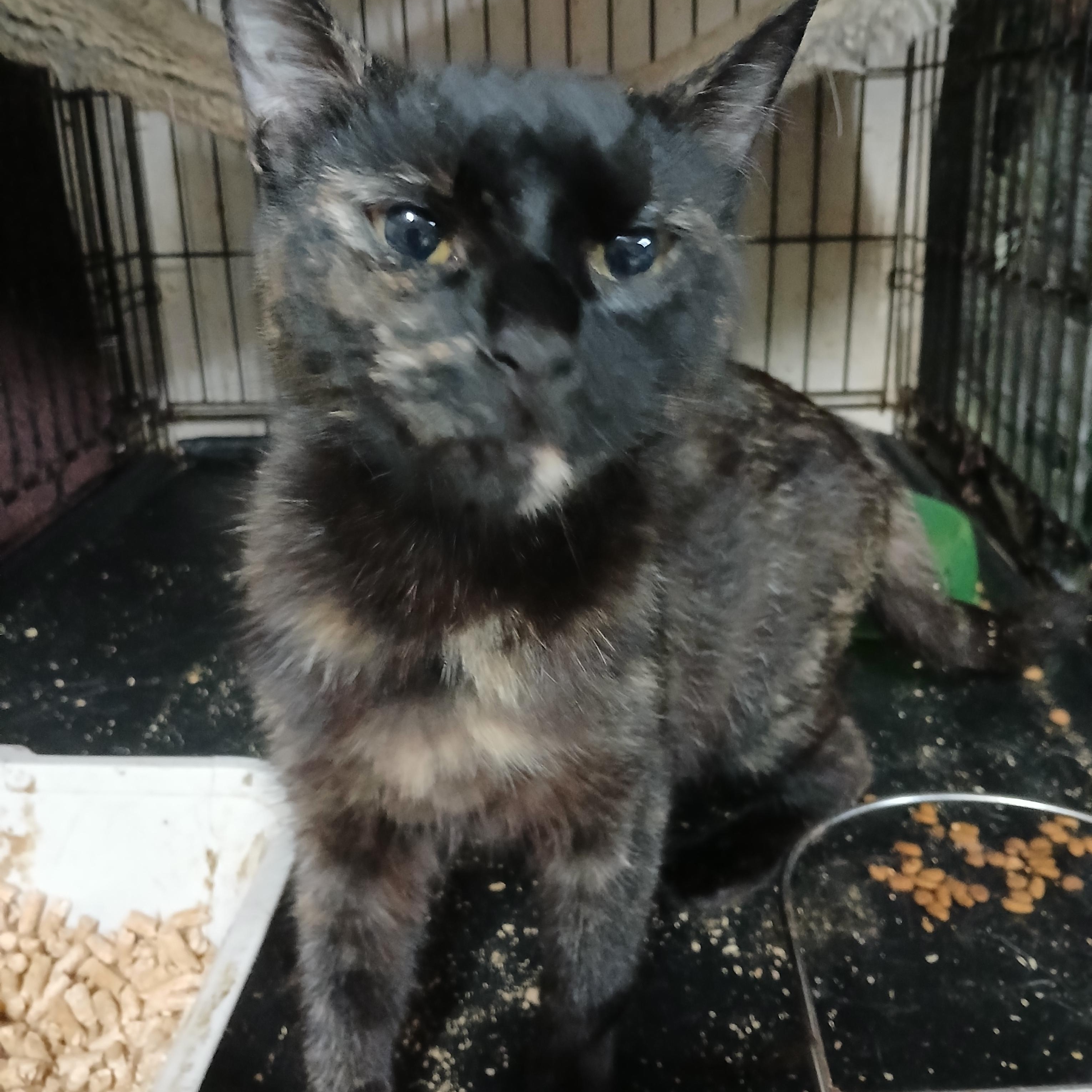 Enlarge Barnes Rd Cinnamon Swirl, an adoptable mixed breed in Eaton Rapids, MI image 4/4