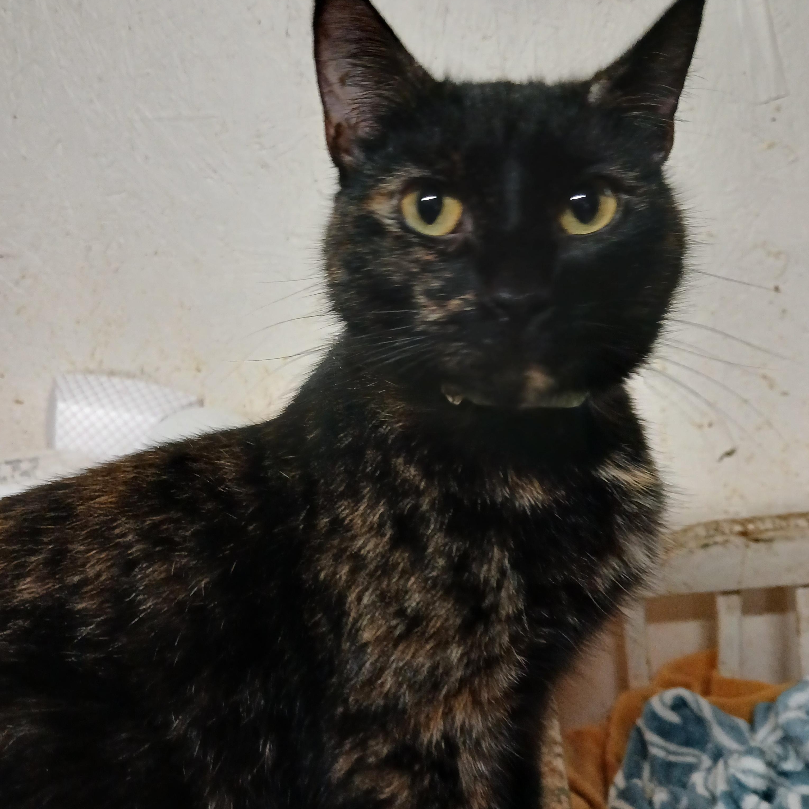Barnes Rd Cinnamon Swirl, adoptable, Adult Female Tortoiseshell & Domestic Short Hair.