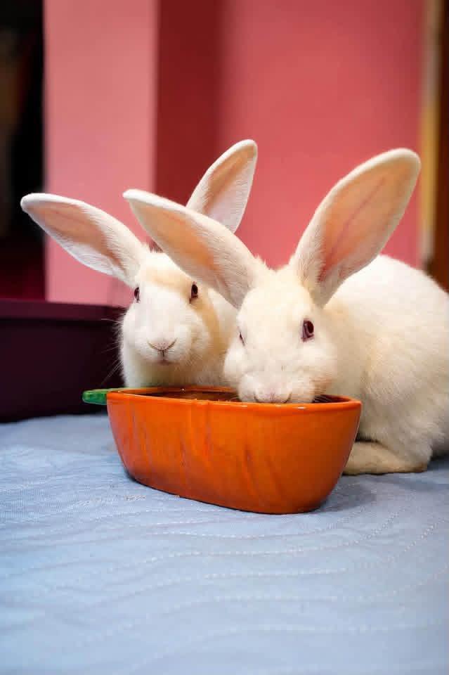 Enlarge Tyrion and Jon Snow, a ADOPTABLE New Zealand in St. Charles, MO image 2/2