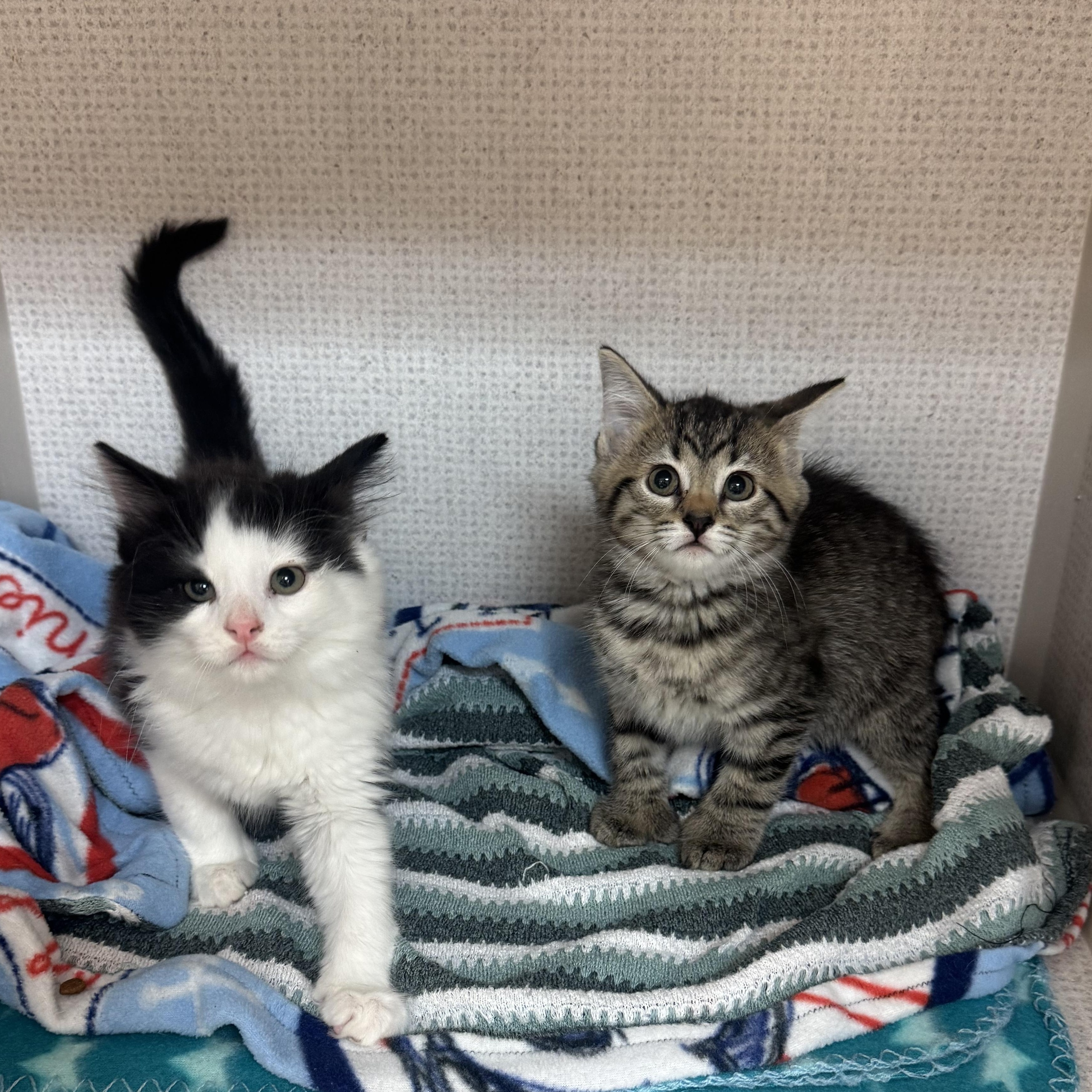 Enlarge Harold and Maude, a Adoptable mixed breed in Salem, NH image 1/1