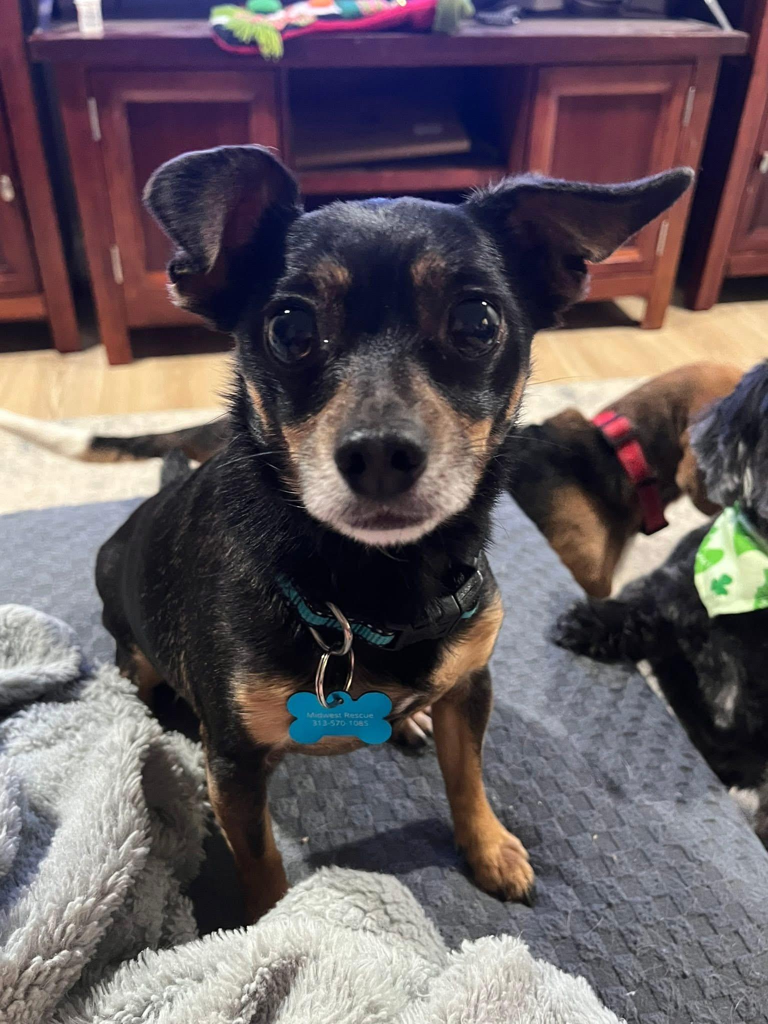 Enlarge Barry, a hold mixed breed in Grosse Pointe Park, MI image 2/4