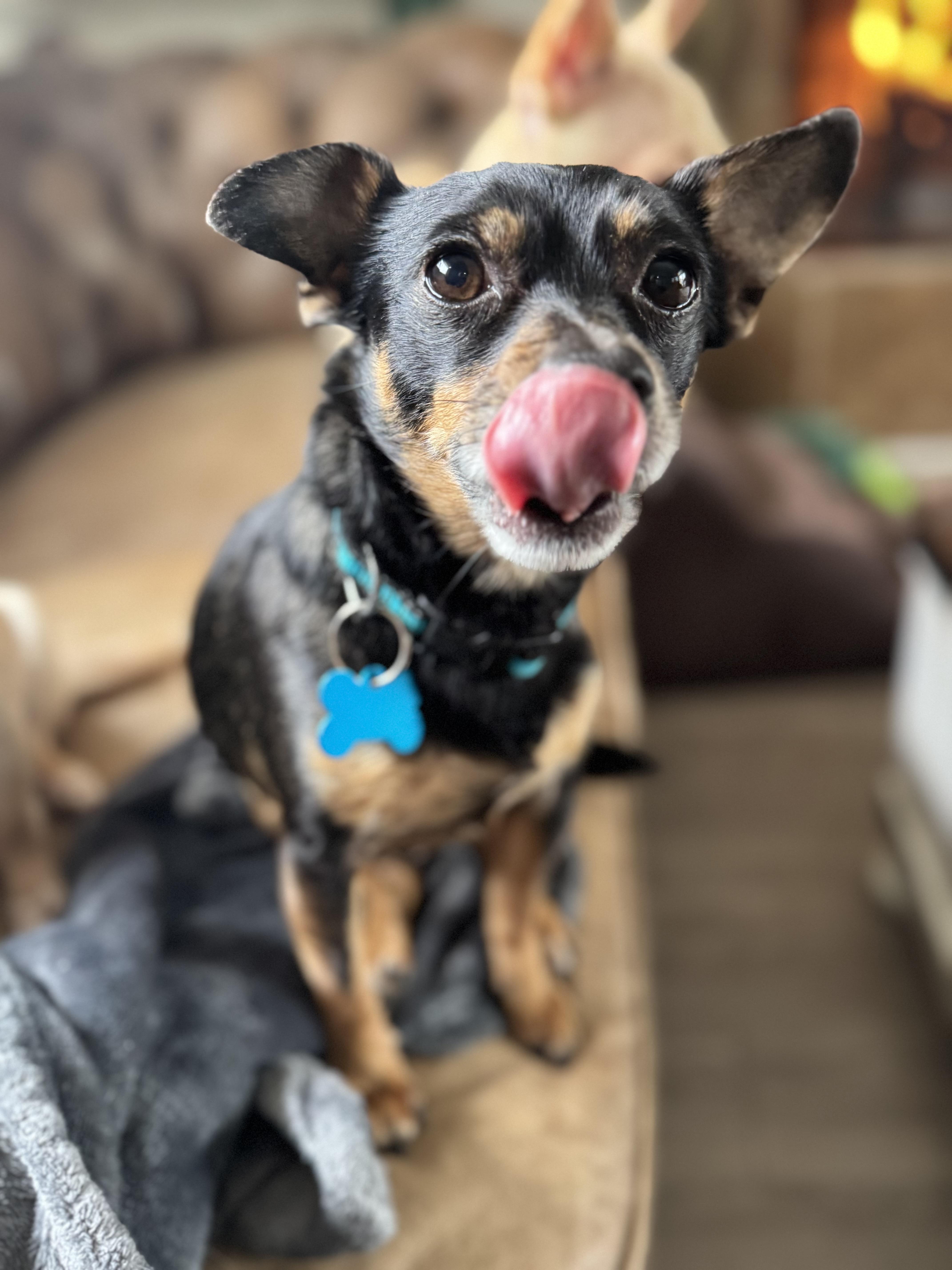 Enlarge Barry, a hold mixed breed in Grosse Pointe Park, MI image 4/4