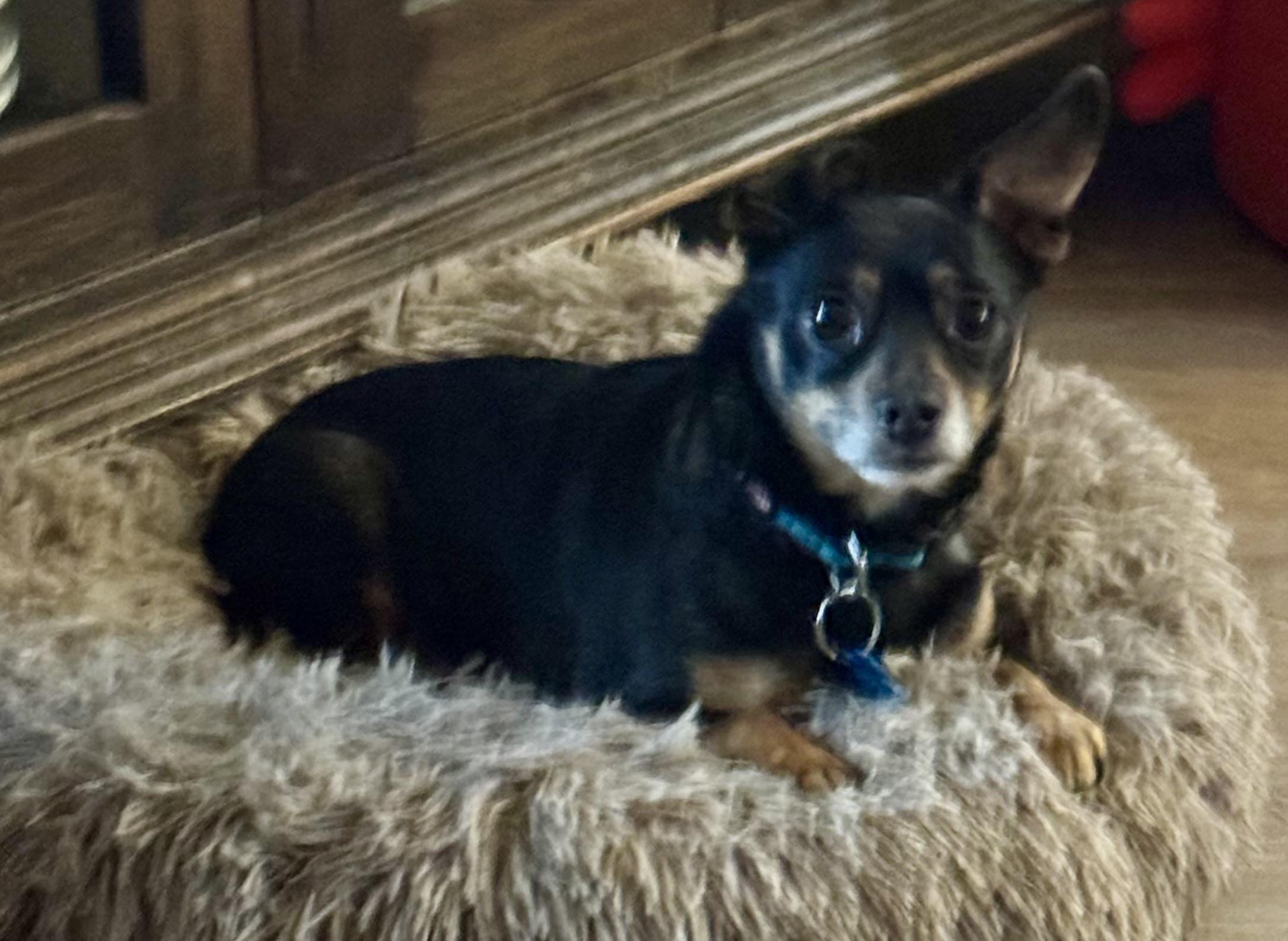 Enlarge Barry, a hold mixed breed in Grosse Pointe Park, MI image 3/4