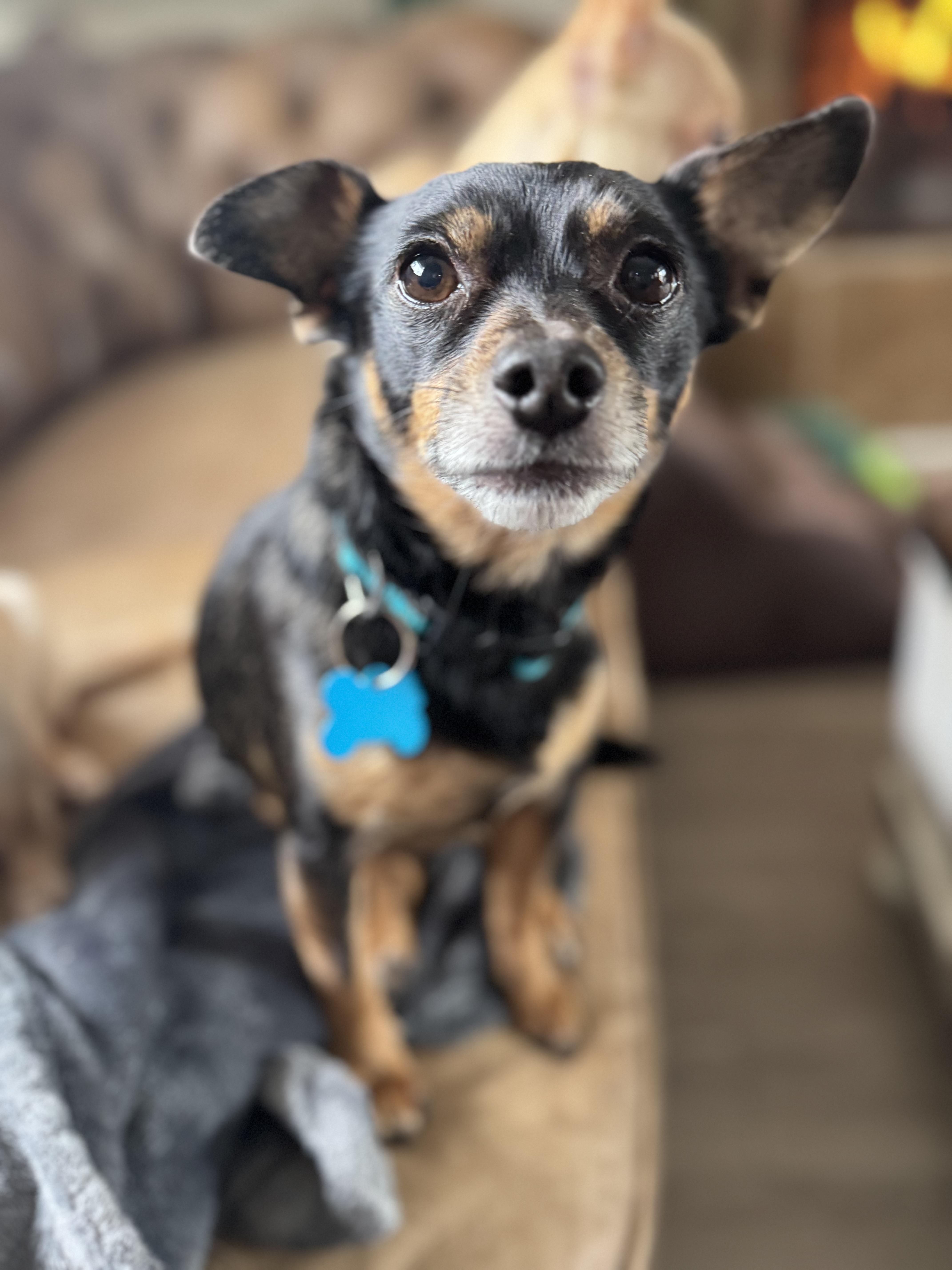 Enlarge Barry, a hold mixed breed in Grosse Pointe Park, MI image 1/4