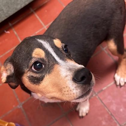 Enlarge Olive-Pet Supplies plus(Oxford11-2pm), a Adoptable mixed breed in East Brookfield, MA image 1/1