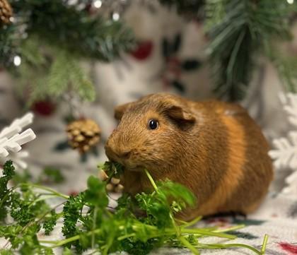Chorus, a Adoptable Guinea Pig in Eugene, OR image 2/3