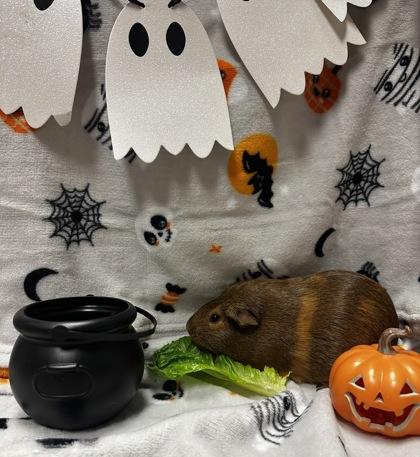Chorus, a Adoptable Guinea Pig in Eugene, OR image 3/3